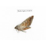 Sphingidae sp. China, Yunnan, Zhaotong area, Yiliang county. 1Pcs. Moth-Sphi-213674.