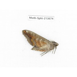 Sphingidae sp. China, Yunnan, Zhaotong area, Yiliang county. 1Pcs. Moth-Sphi-213674.