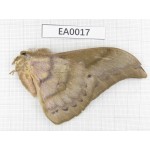 Saturniidae sp. China, Yunnan, Nujiang, N of Mt.Biluoxueshan.1M. EA0017.