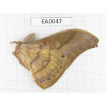 Saturniidae sp. China, W of Yunnan, N of Nujiang valley, N part of Mt.Nushan. 1M. EA0047.