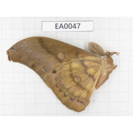 Saturniidae sp. China, W of Yunnan, N of Nujiang valley, N part of Mt.Nushan. 1M. EA0047.