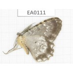 Geometridae sp. China, Tibet, Linzhi area, Yalung Zangboo valley. 1Pcs. EA0111.