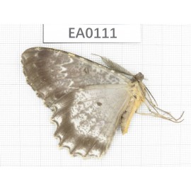 Geometridae sp. China, Tibet, Linzhi area, Yalung Zangboo valley. 1Pcs. EA0111.
