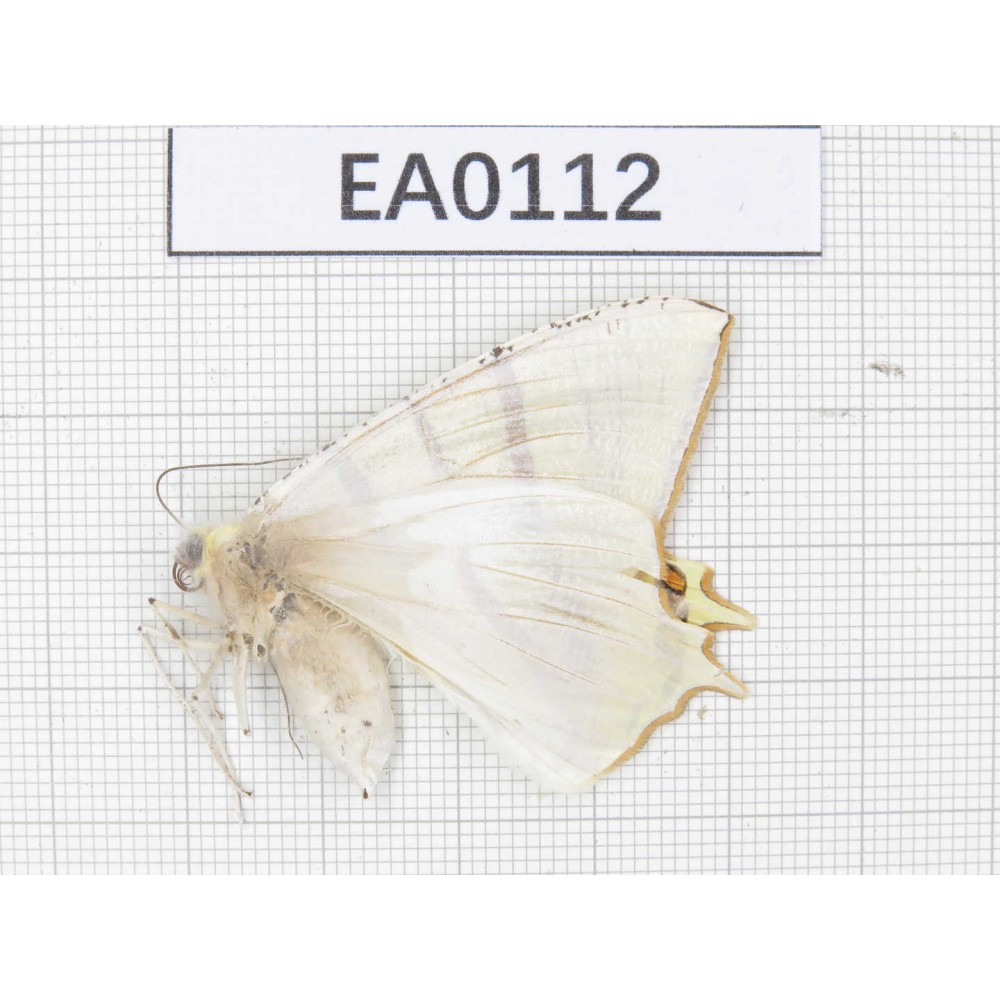 Geometridae sp. China, Tibet, Linzhi area, Yalung Zangboo valley. 1Pcs. EA0112.