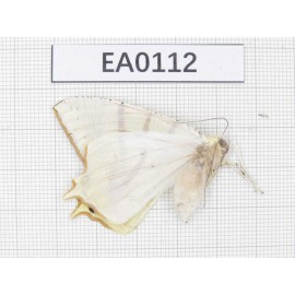 Geometridae sp. China, Tibet, Linzhi area, Yalung Zangboo valley. 1Pcs. EA0112.