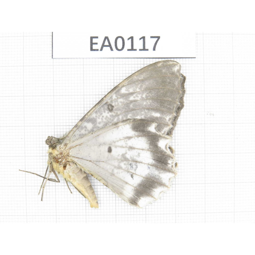 Geometridae sp. China, Tibet, Chayu county, NW of Mt.Nushan (Yunnan border). 1Pcs. EA0117.