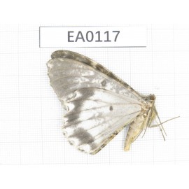 Geometridae sp. China, Tibet, Chayu county, NW of Mt.Nushan (Yunnan border). 1Pcs. EA0117.