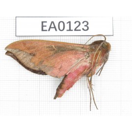 Sphingidae sp. China, Tibet, Chayu county, NW of Mt.Nushan (Yunnan border).1Pcs. EA0123.