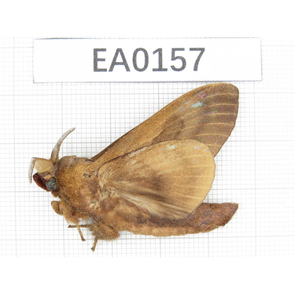 Moths sp. China, W of Yunnan, N of Nujiang valley, Mt.Biluoxueshan.1Pcs. EA0157.