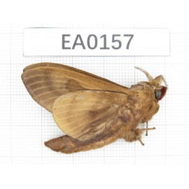 Moths sp. China, W of Yunnan, N of Nujiang valley, Mt.Biluoxueshan.1Pcs. EA0157.