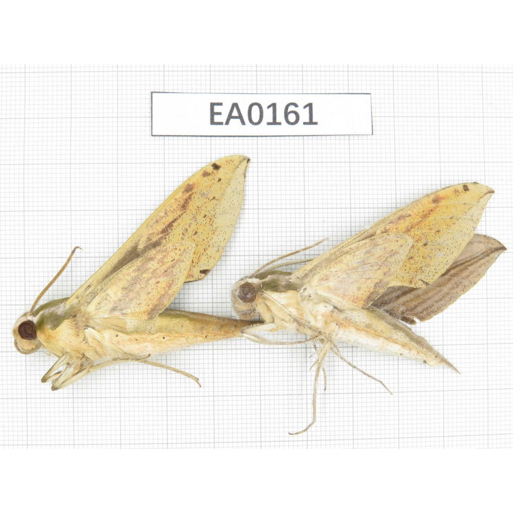 Sphingidae sp. China,  Yunnan, Nujiang area, Gongshan county, Dulongjiang. 2Pcs. EA0161.