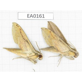 Sphingidae sp. China,  Yunnan, Nujiang area, Gongshan county, Dulongjiang. 2Pcs. EA0161.
