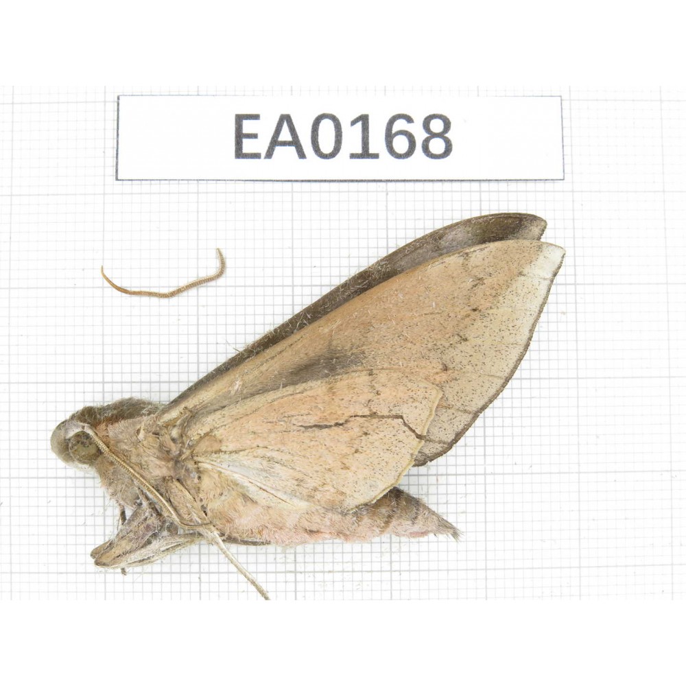 Sphingidae sp. China,  W of Yunnan,N of Nujiang valley,Mt.Biluoxueshan. 1Pcs. EA0168.