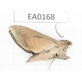 Sphingidae sp. China,  W of Yunnan,N of Nujiang valley,Mt.Biluoxueshan. 1Pcs. EA0168.