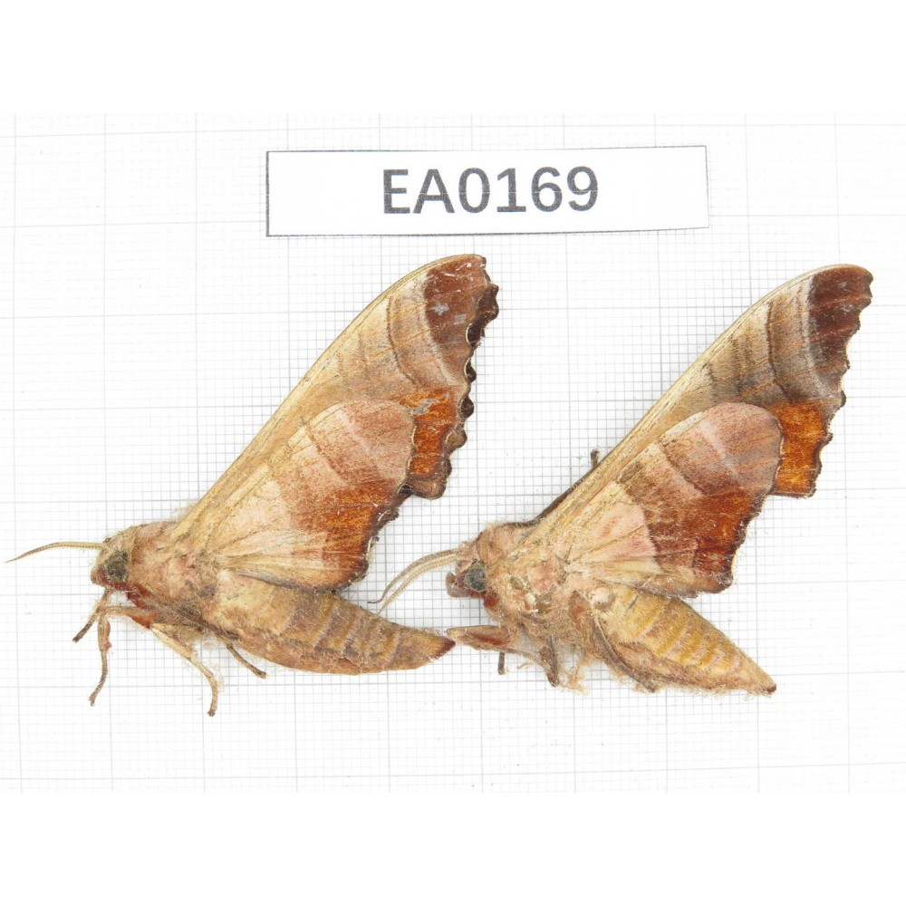 Sphingidae sp. China,  W of Yunnan,N of Nujiang valley,Mt.Biluoxueshan. 2Pcs. EA0169.