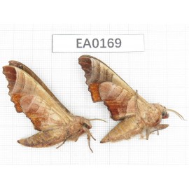 Sphingidae sp. China,  W of Yunnan,N of Nujiang valley,Mt.Biluoxueshan. 2Pcs. EA0169.