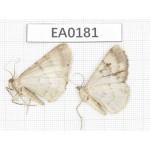 Moths sp. China, E of Tibet, Qamdo area, about 20km S of Qamdo city. 2Pcs. EA0181.