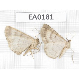 Moths sp. China, E of Tibet, Qamdo area, about 20km S of Qamdo city. 2Pcs. EA0181.