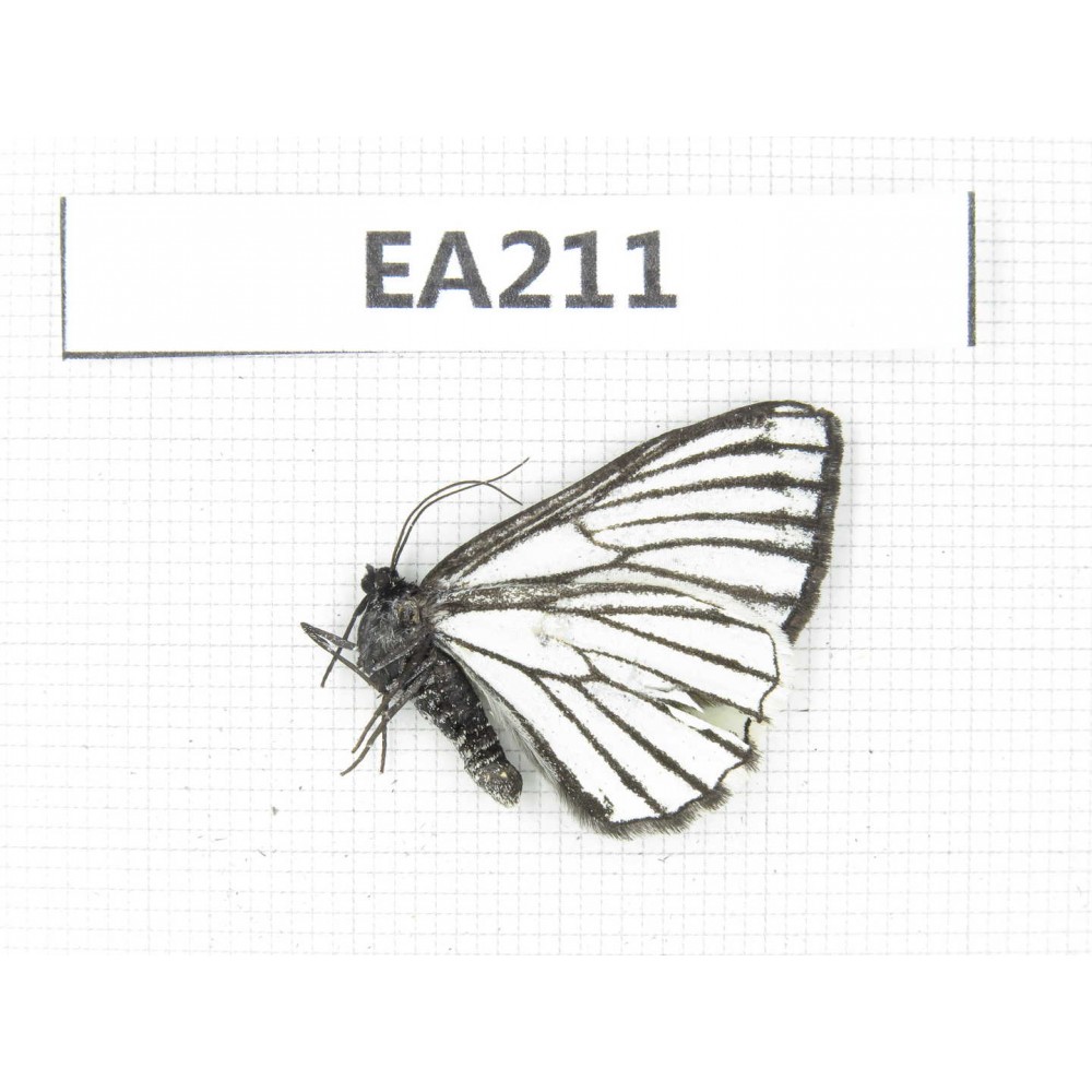 Day flying moths sp. China, NW of Yunnan, Lijiang, W part of Yulong county. 1Pcs. EA211.
