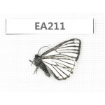 Day flying moths sp. China, NW of Yunnan, Lijiang, W part of Yulong county. 1Pcs. EA211.