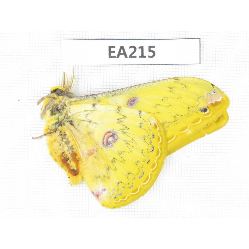 Saturniidae sp. China, W of Yunnan, Dali, Fengyi town.1M. EA215.