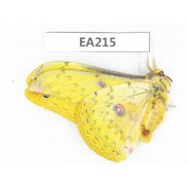 Saturniidae sp. China, W of Yunnan, Dali, Fengyi town.1M. EA215.