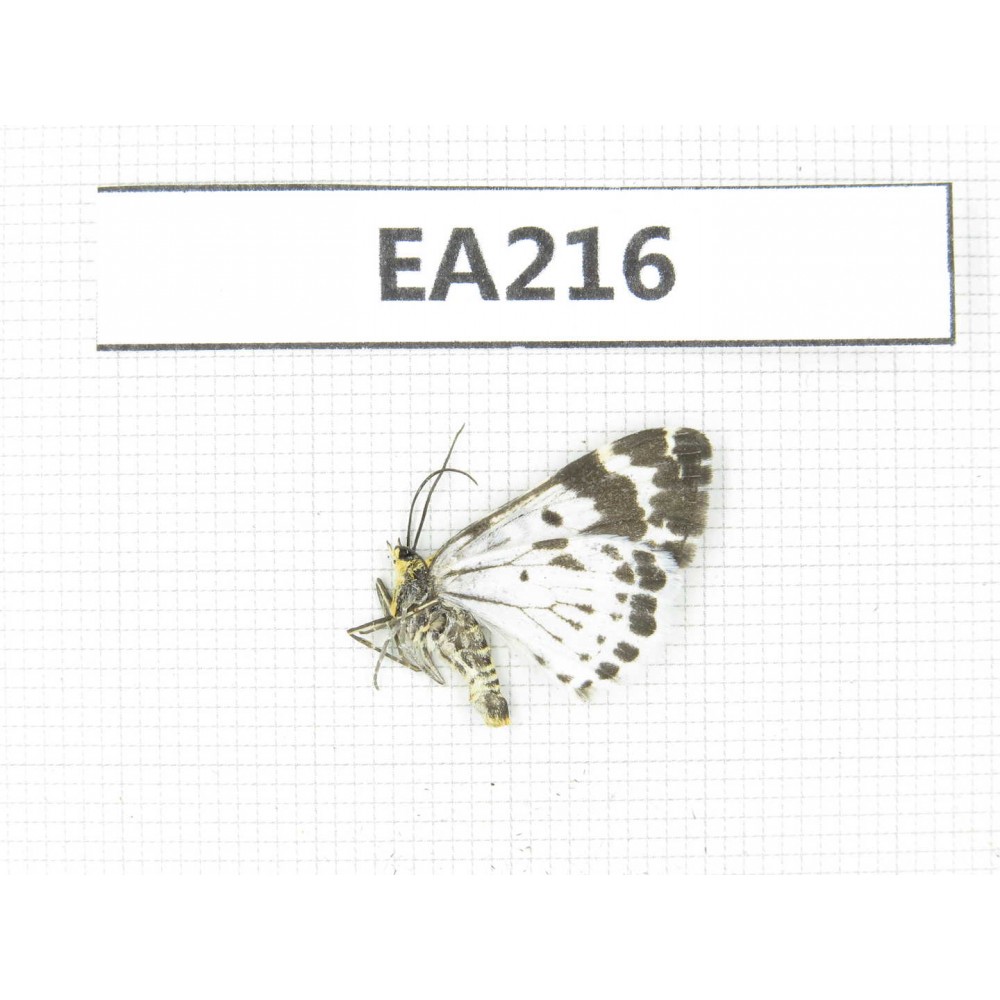 Day flying moths sp. China, Qinghai, Guide county, Qunjia pass.1Pcs. EA216.
