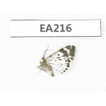 Day flying moths sp. China, Qinghai, Guide county, Qunjia pass.1Pcs. EA216.