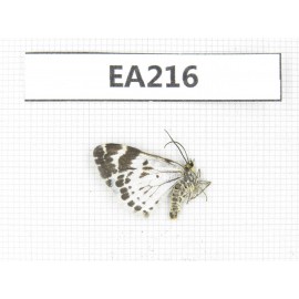 Day flying moths sp. China, Qinghai, Guide county, Qunjia pass.1Pcs. EA216.