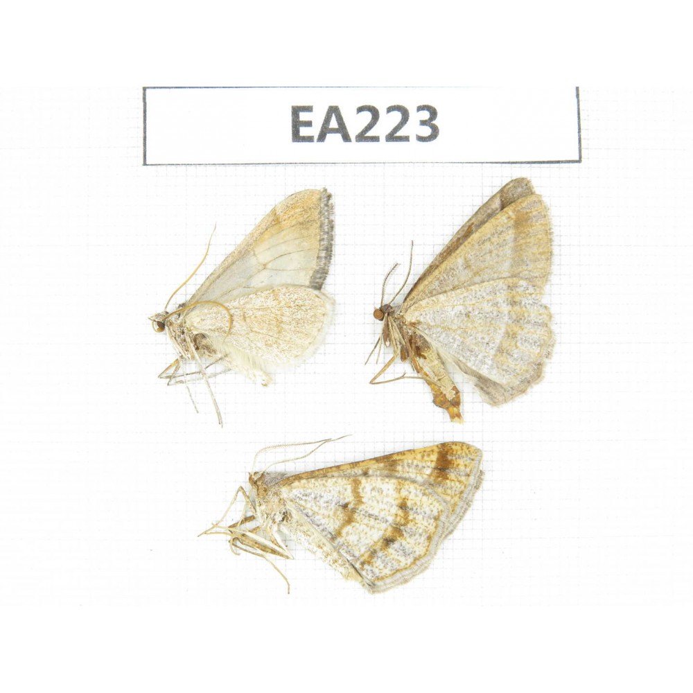 Moths sp. China, W of Yunnan, Dali, Binchuan county.3Pcs. EA223.
