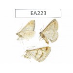 Moths sp. China, W of Yunnan, Dali, Binchuan county.3Pcs. EA223.