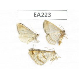 Moths sp. China, W of Yunnan, Dali, Binchuan county.3Pcs. EA223.