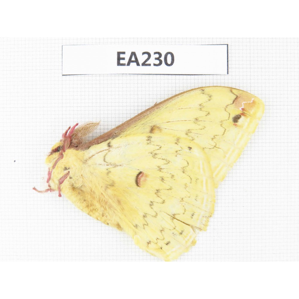 Saturniidae sp. China, W of Sichuan, Ganzi, Yajiang county. 1M. EA230.