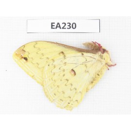 Saturniidae sp. China, W of Sichuan, Ganzi, Yajiang county. 1M. EA230.