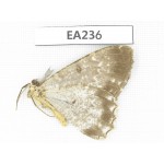 Geometridae sp. China, W of Sichuan, Ganzi, Yajiang county. 1Pcs. EA236.