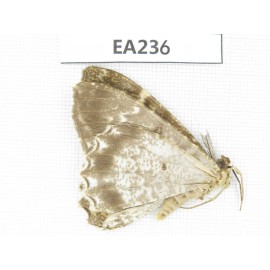 Geometridae sp. China, W of Sichuan, Ganzi, Yajiang county. 1Pcs. EA236.
