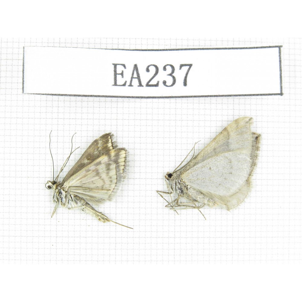 Moths sp. China, Qinghai, Haixi area, Wulan county, Mt.Wulanbeishan. 2Pcs. EA237.
