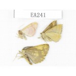 Moths sp. China, Xinjiang, Tacheng area, Yumin county. 3Pcs. EA241.