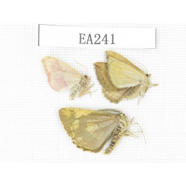 Moths sp. China, Xinjiang, Tacheng area, Yumin county. 3Pcs. EA241.