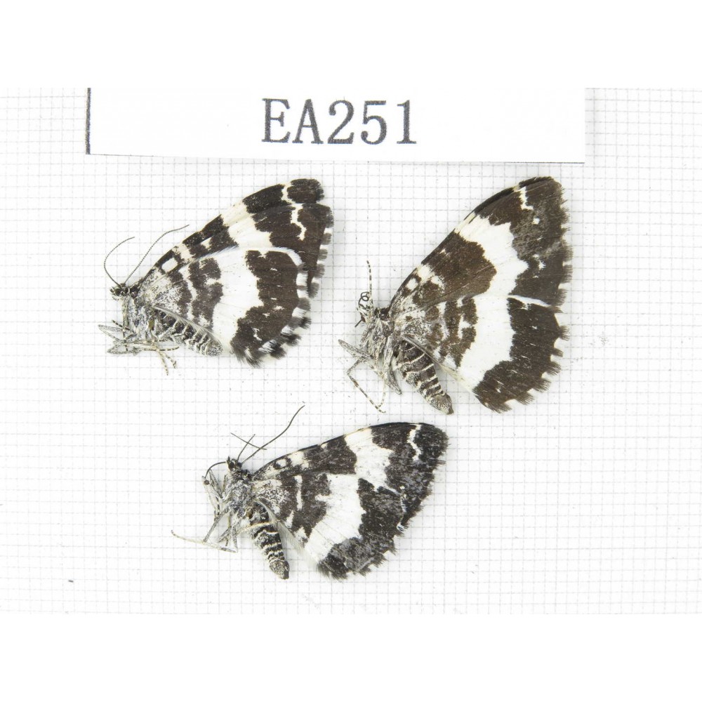 Day flying moths sp. China, W of Sichuan, Batang county (Tibet border). 3Pcs. EA251.