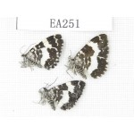 Day flying moths sp. China, W of Sichuan, Batang county (Tibet border). 3Pcs. EA251.