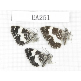 Day flying moths sp. China, W of Sichuan, Batang county (Tibet border). 3Pcs. EA251.