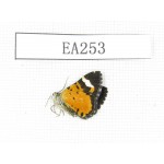 Day flying moths sp. China, W of Sichuan, Batang county (Tibet border). 1Pcs. EA253.