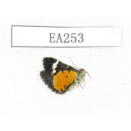 Day flying moths sp. China, W of Sichuan, Batang county (Tibet border). 1Pcs. EA253.