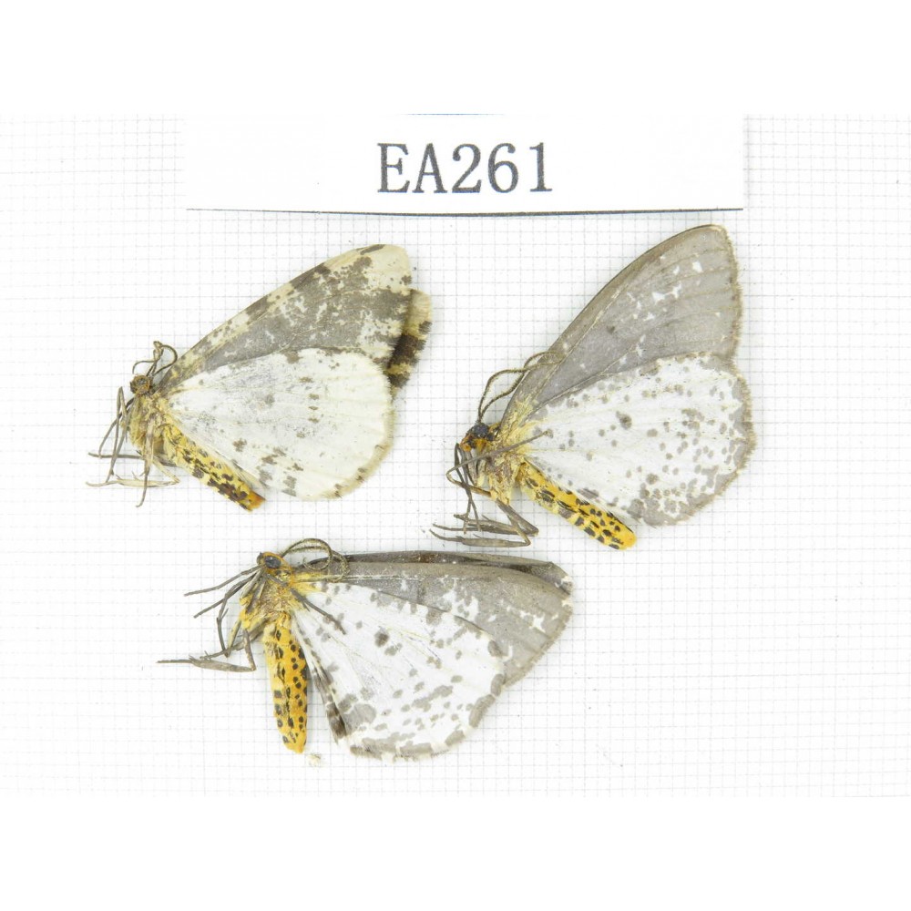 Moths sp. China, NW of Yunnan, Lijiang area, near Luguhu lake.3Pcs. EA261.