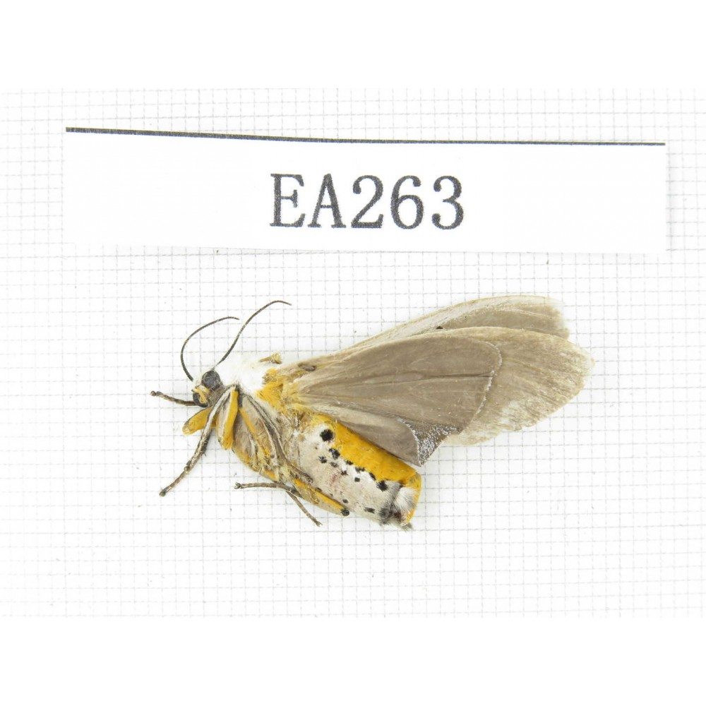 Moths sp. China, W of Yunan,Dali area, Fengyi town. 1Pcs. EA263.