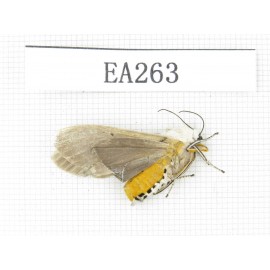 Moths sp. China, W of Yunan,Dali area, Fengyi town. 1Pcs. EA263.