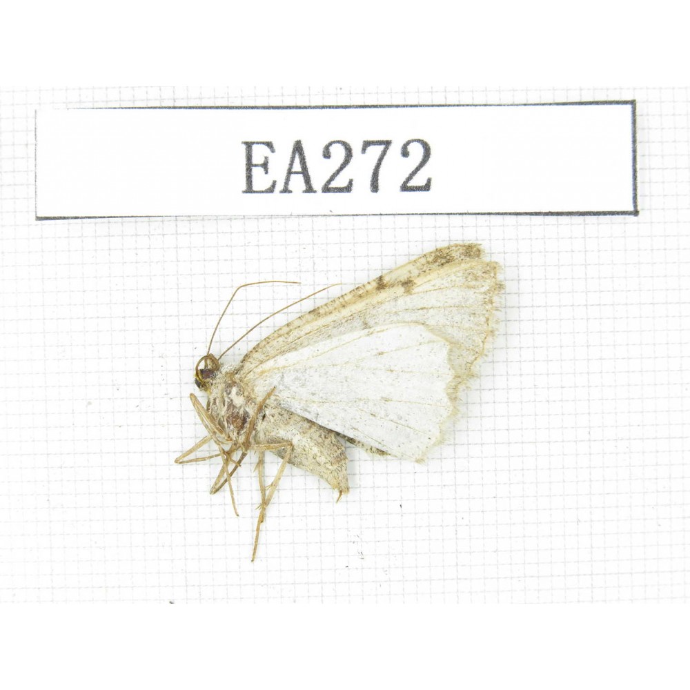 Moths sp. China, E of Tibet,Qamdo area, W of Jiangda county.1Pcs. EA272.