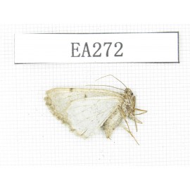 Moths sp. China, E of Tibet,Qamdo area, W of Jiangda county.1Pcs. EA272.