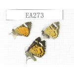 Day flying moths sp. China, E of Tibet, Qamdo area, W of Jiangda county. 3Pcs. EA273.